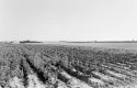 Agrarland Vorderpfalz 78