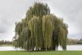10_Autoportrait_avec_saule_pleureur_Metz_Moselle_2015